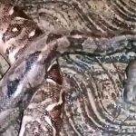 Por amparos, ministra Piña pidió esperar sobre fideicomisos