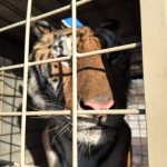 Crece obesidad y sobrepeso infantil